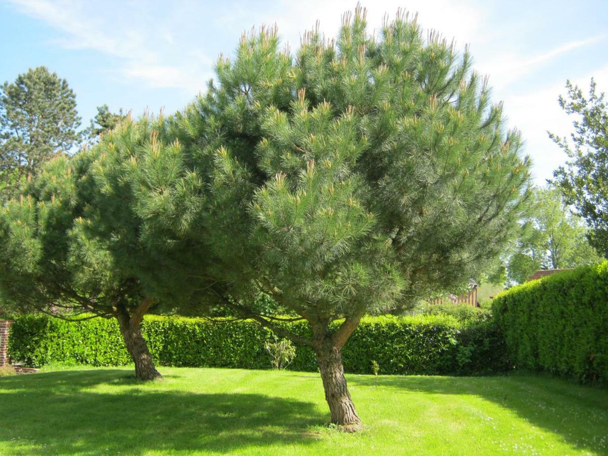 Gite Des Pins Penches Brunville المظهر الخارجي الصورة